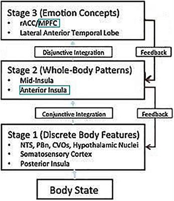 The amygdala–insula–medial prefrontal cortex–lateral prefrontal cortex pathway and its disorders